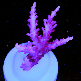 JF Red Dragon Acropora