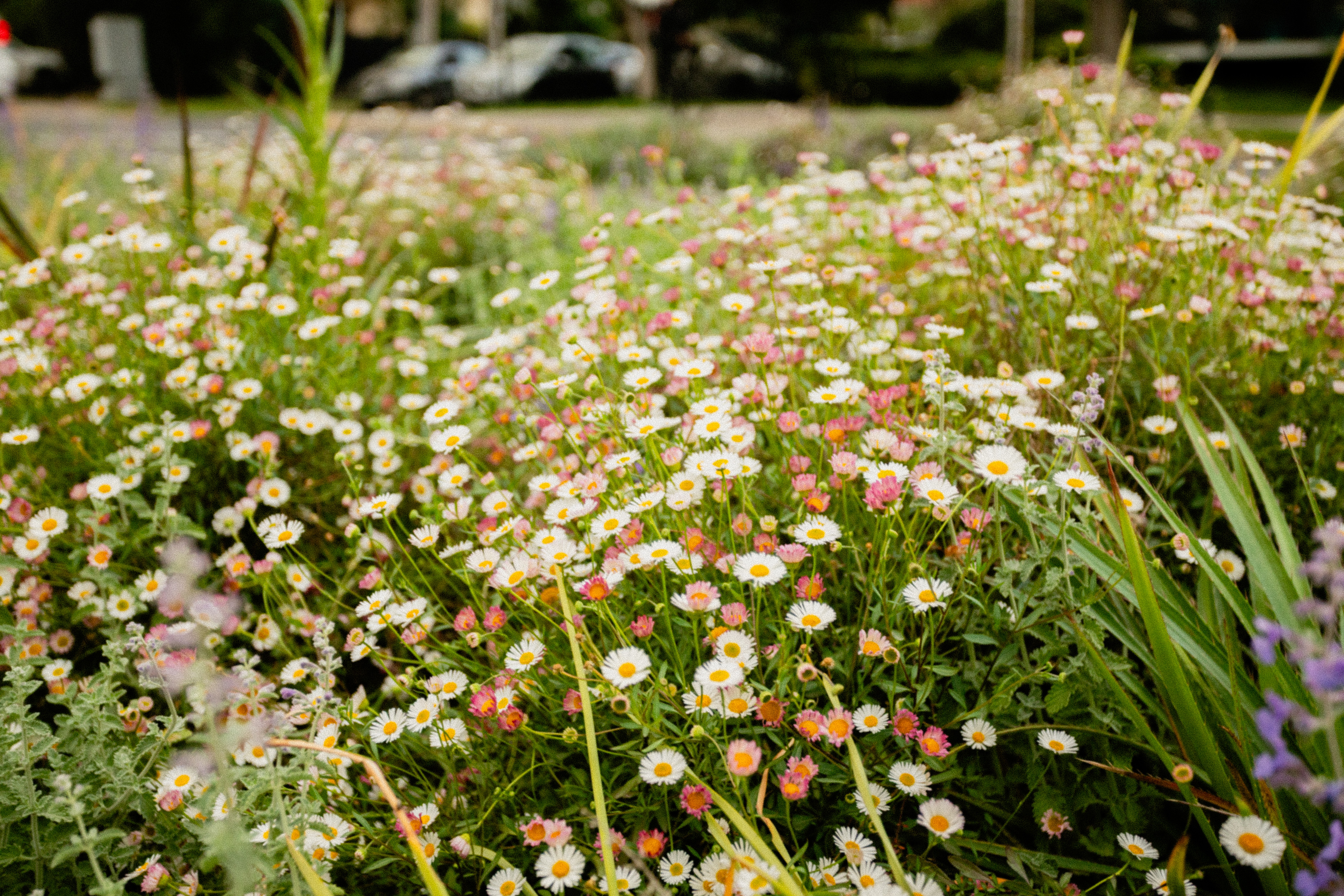 Habit of blooming
