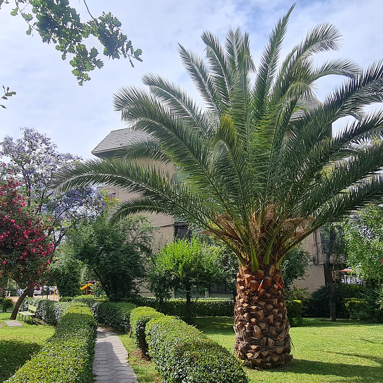 AV VICUÑA MACKENNA 11847 2