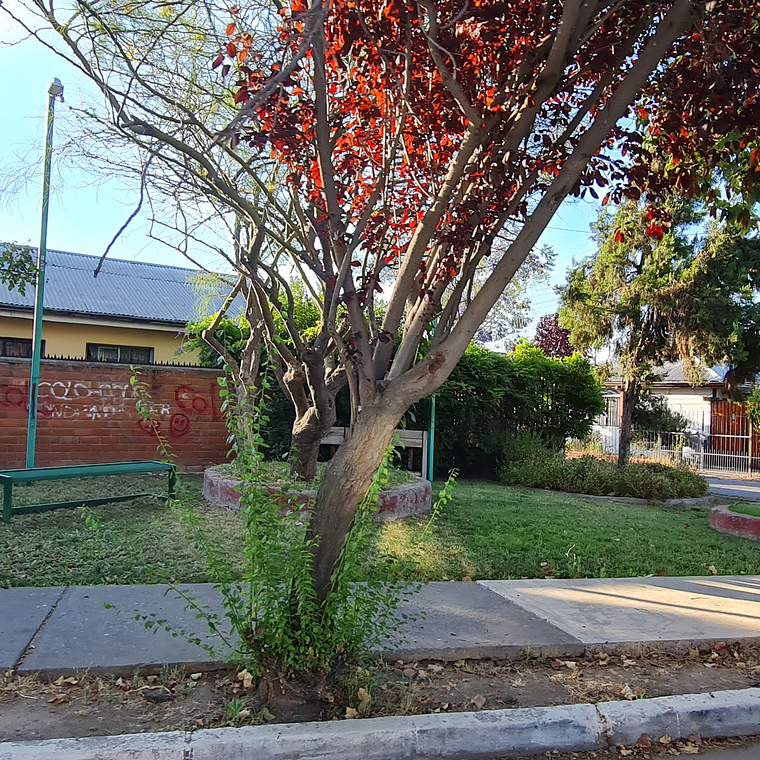 BARTOLOME DE LAS CASAS 338, EL BOSQUE 3