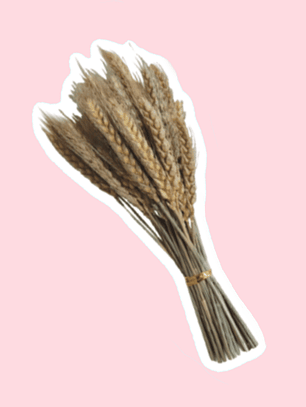 Espigas trigo 50 varas aprox