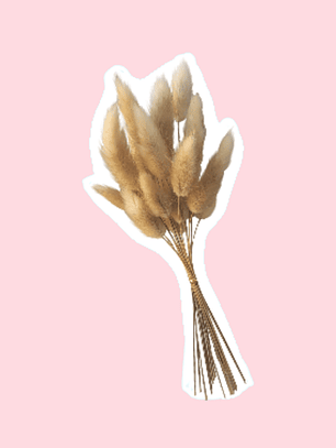 Colas de Conejo 20 varas aprox