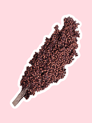 Rama sorgo rojo