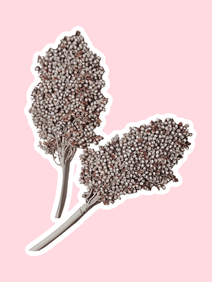 Ramas sorgo plateado