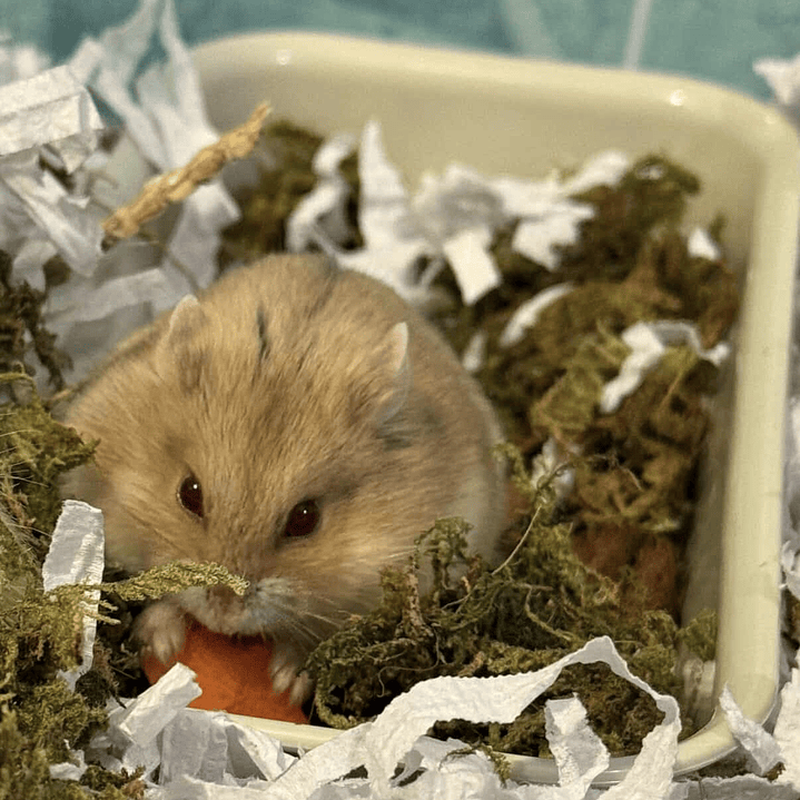 Sobre de textura Musgo verde 2