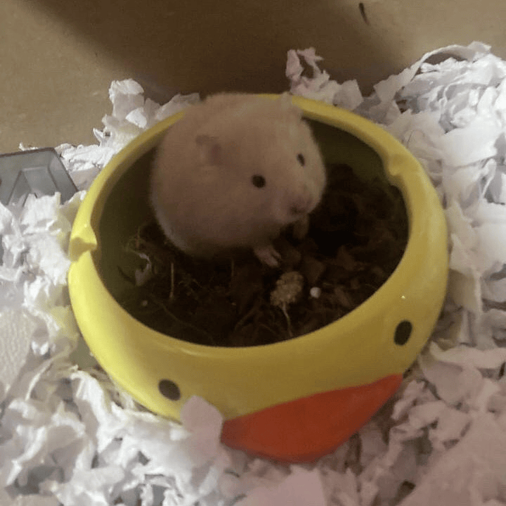 Picscina olfativa cerámica 7