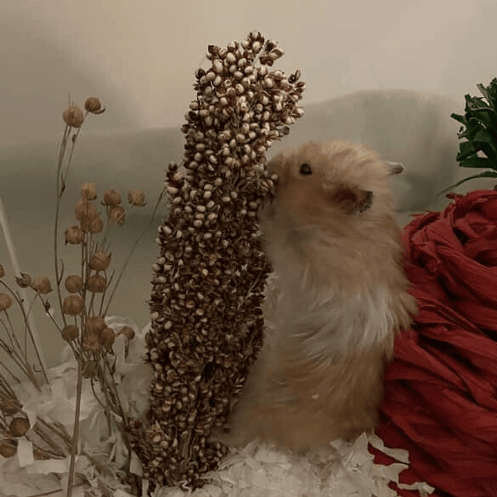 Ramas sorgo plateado 5