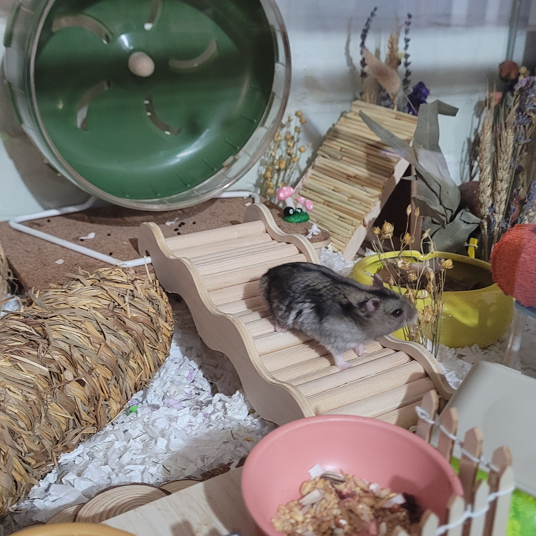 Puente de madera grande 2