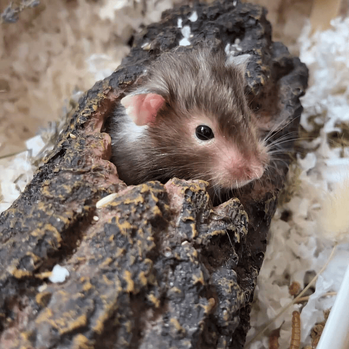 Túnel tronco de resina  2