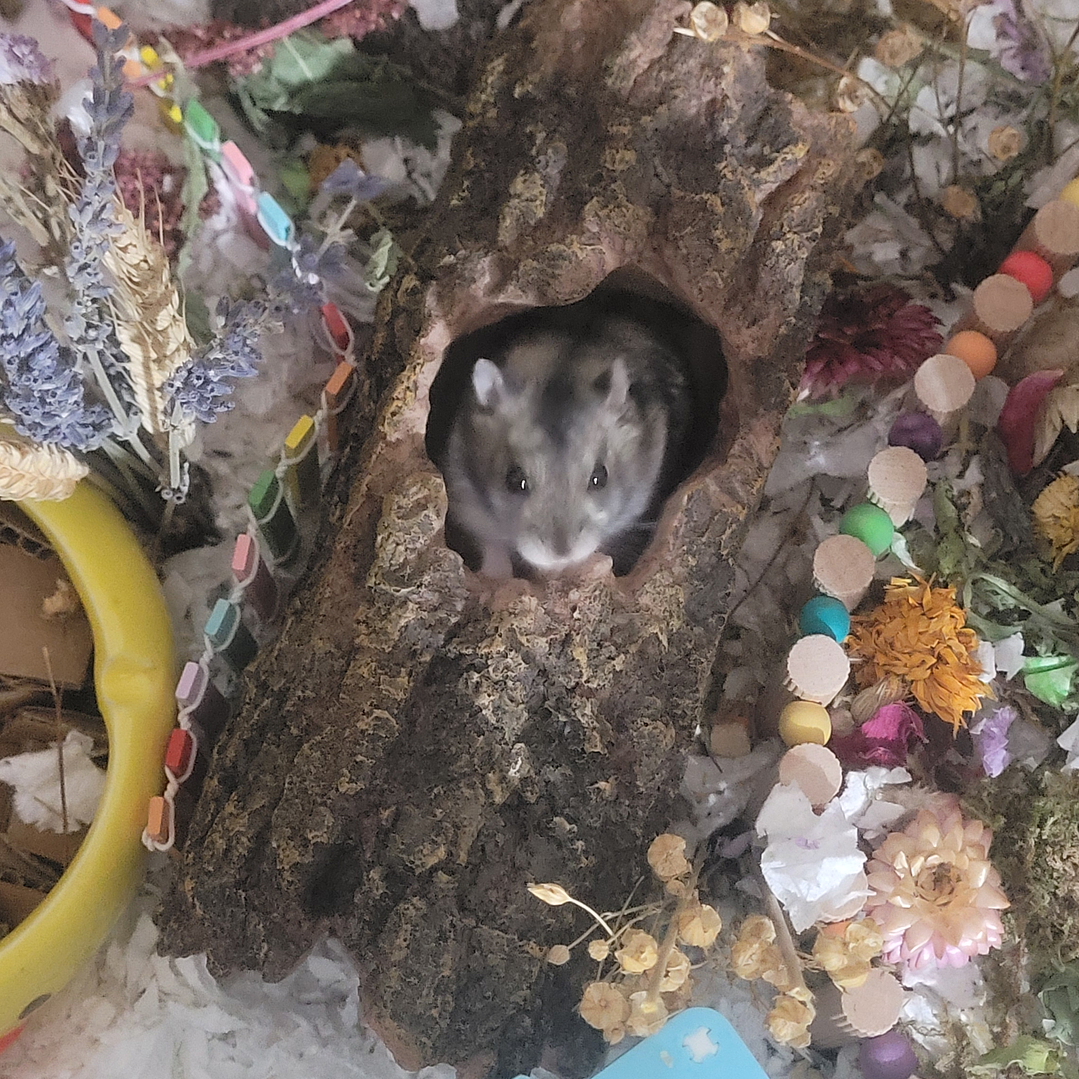 Túnel tronco de resina  3