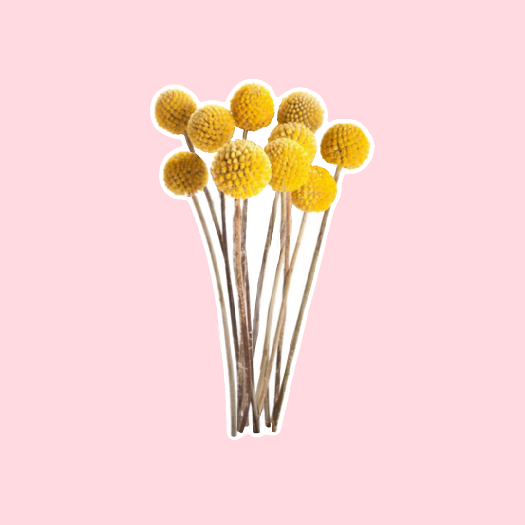 Ramo flores craspedia 1