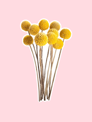 Ramo flores craspedia