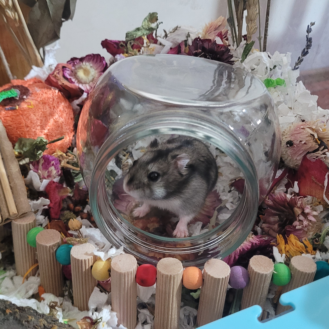 Frasco vidrio para refugio o almacenamiento 2