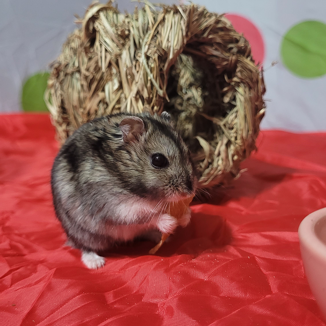 Corral paseos nocturnos 2