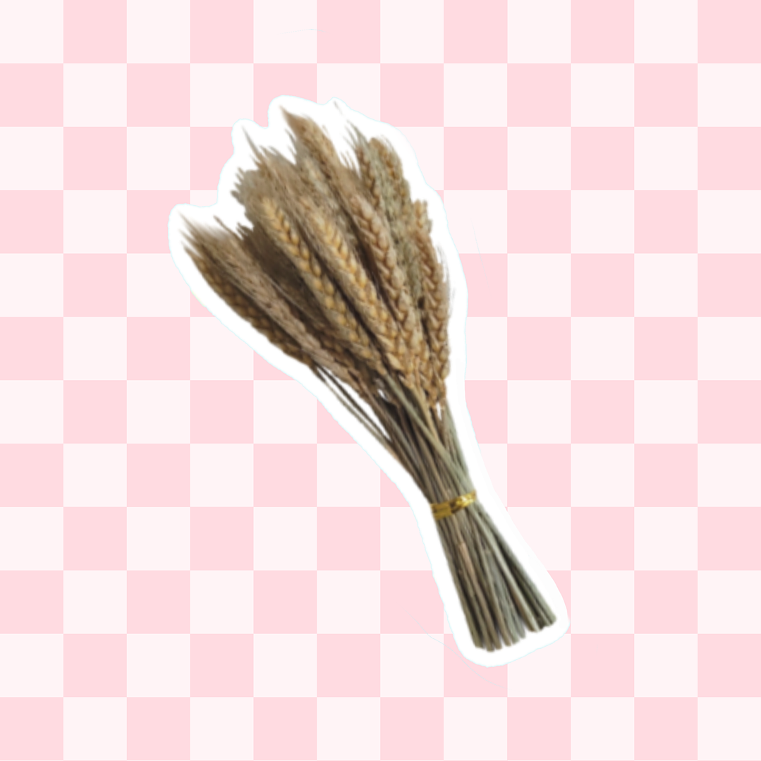 Espigas trigo 50 varas aprox 1