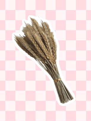 Espigas trigo 50 varas aprox