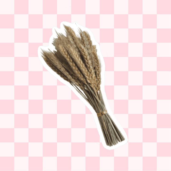 Espigas trigo 50 varas aprox 1