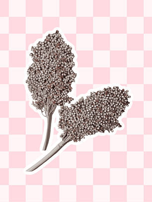 Ramas sorgo plateado