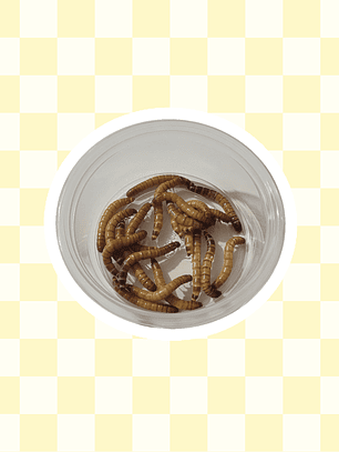 Larvas de Tenebrios vivos 20 unidades