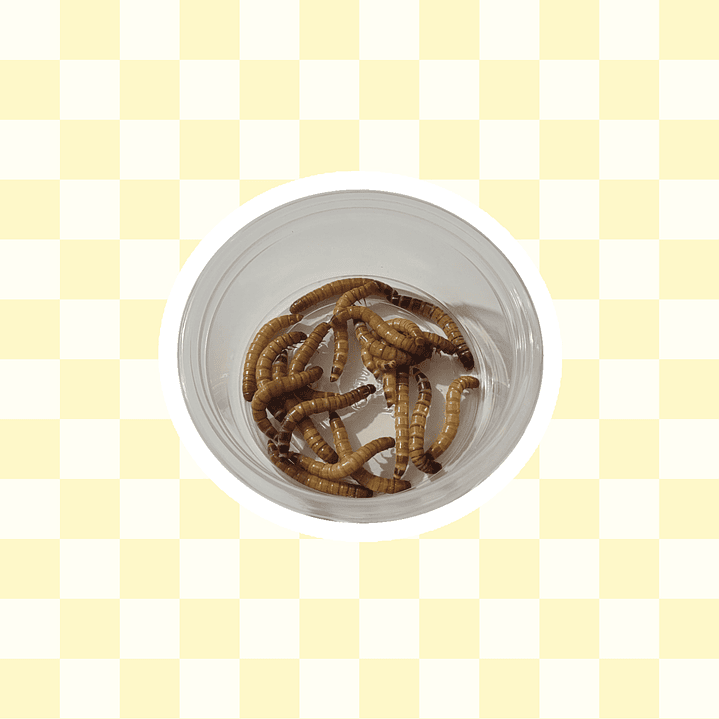 Larvas de Tenebrios vivos 20 unidades 1