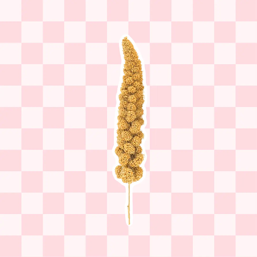 Espiga de mijo amarillo 1