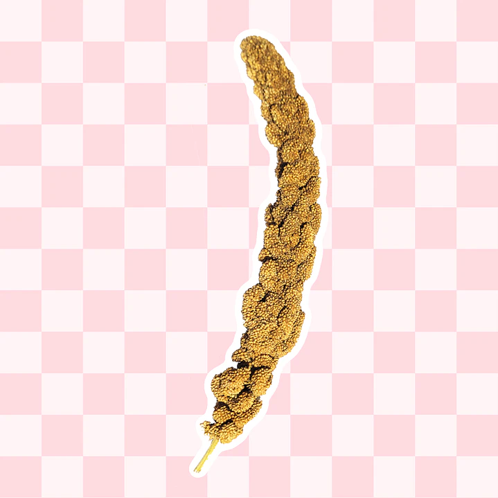 Espiga de mijo amarillo 2