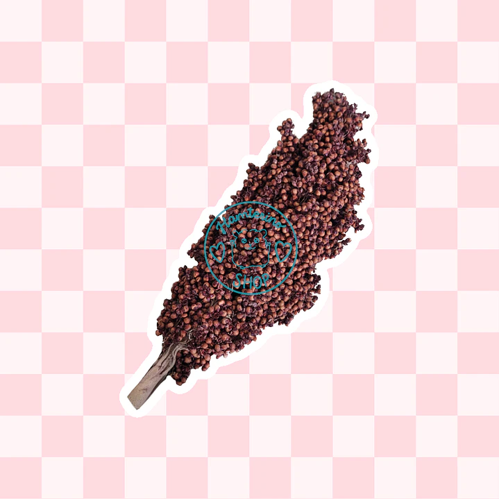 Rama sorgo rojo 1