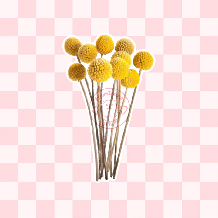 Ramo flores craspedia 2