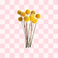 Ramo flores craspedia - Miniatura 2