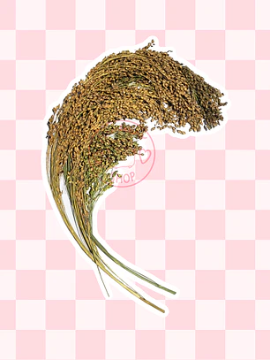 Ramas de mijo