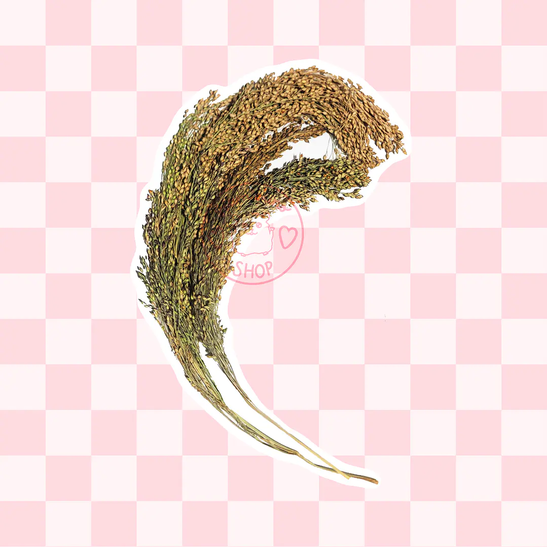 Ramas de mijo 2