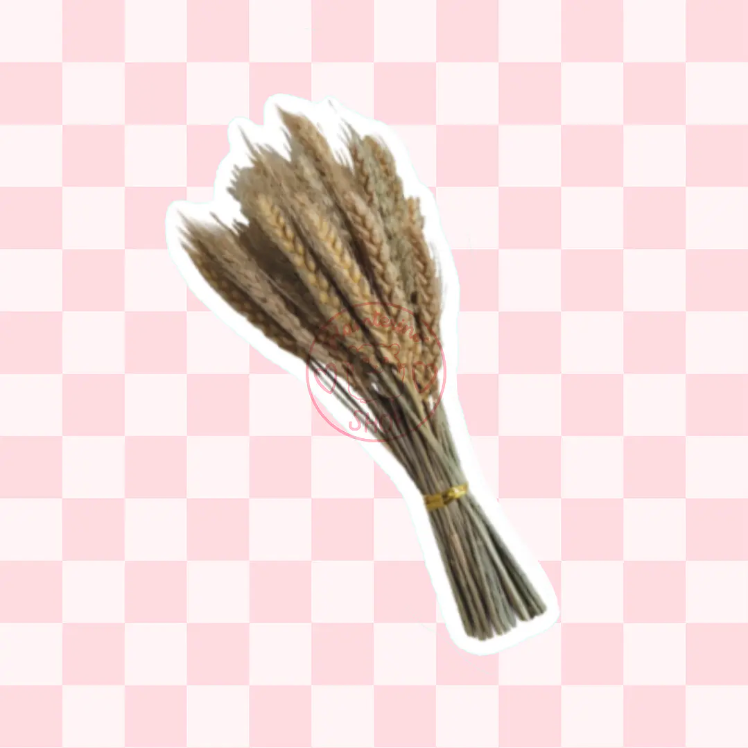 Espigas trigo 50 varas aprox 1