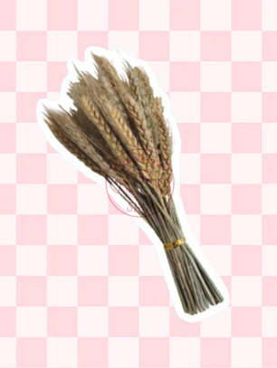 Espigas trigo 50 varas aprox