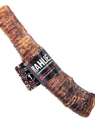 Traquea de bovino 6'' 