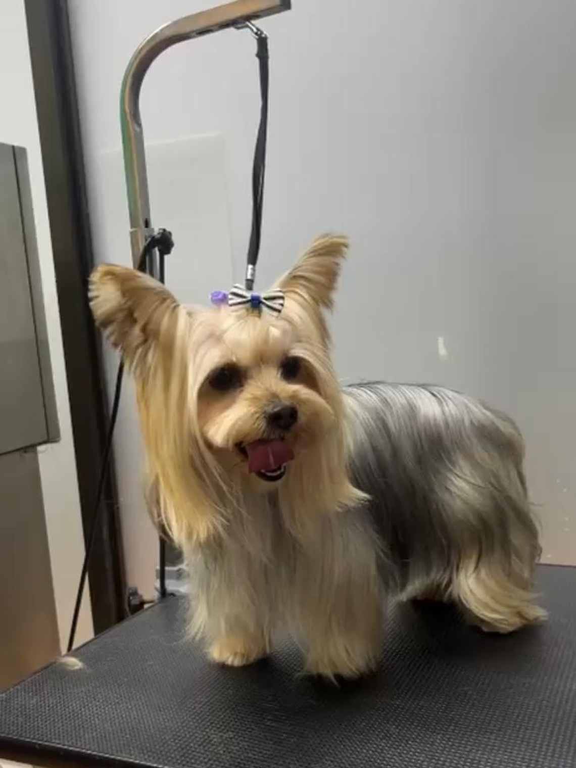 Peluquería Canina – Raza Mini Hasta 5 kgs  1