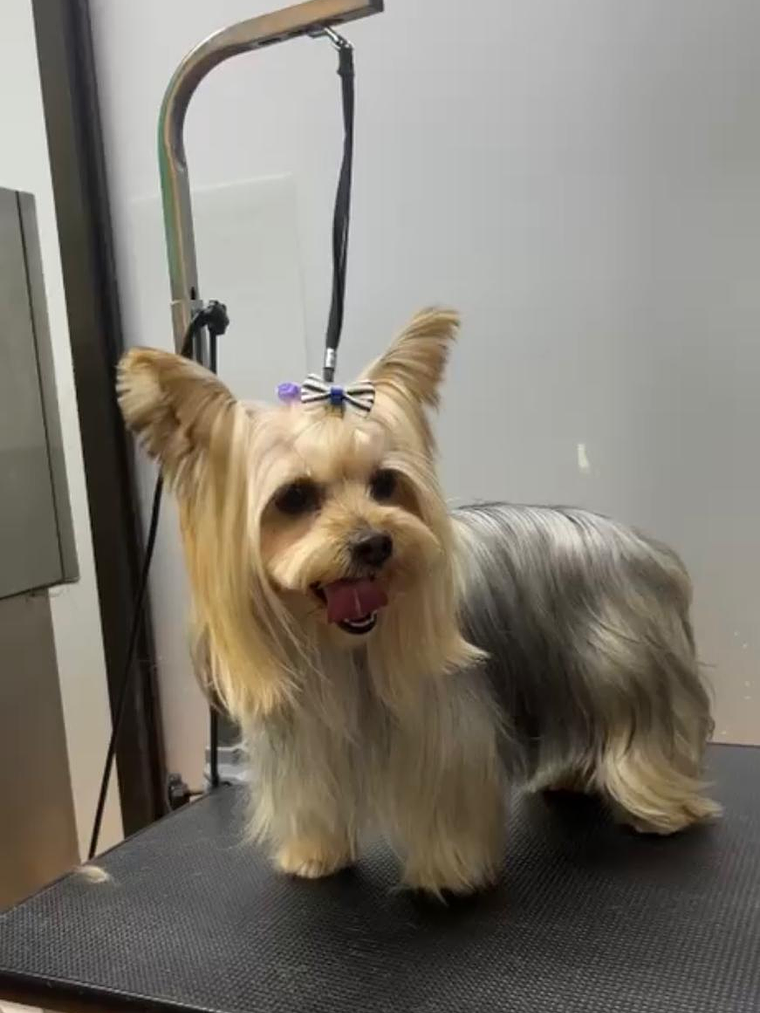 Peluquería Canina – Raza Mini Hasta 5 kgs  1