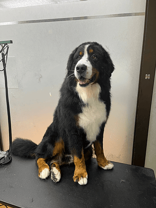 Peluquería Canina – Raza Doble Manto (Abono $10.000)