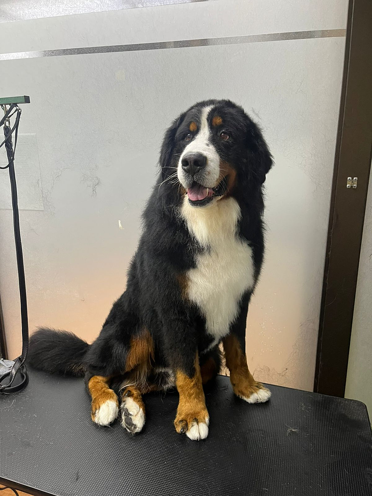 Peluquería Canina – Raza Doble Manto (Abono $10.000) 1