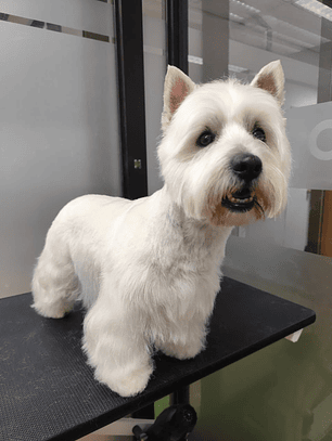 Peluquería Canina – Raza Pequeña Hasta 10 kgs 