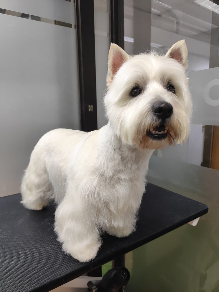 Peluquería Canina – Raza Pequeña Hasta 10 kgs  1