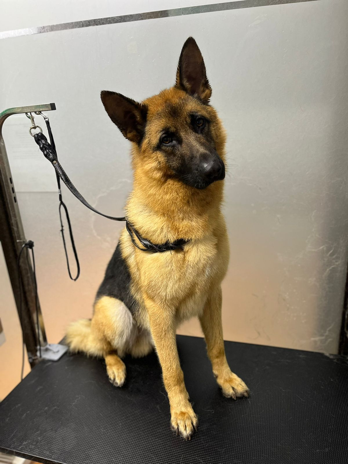 Peluquería Canina – Raza Grande 20 a 40 kgs (Abono $10.000) 1