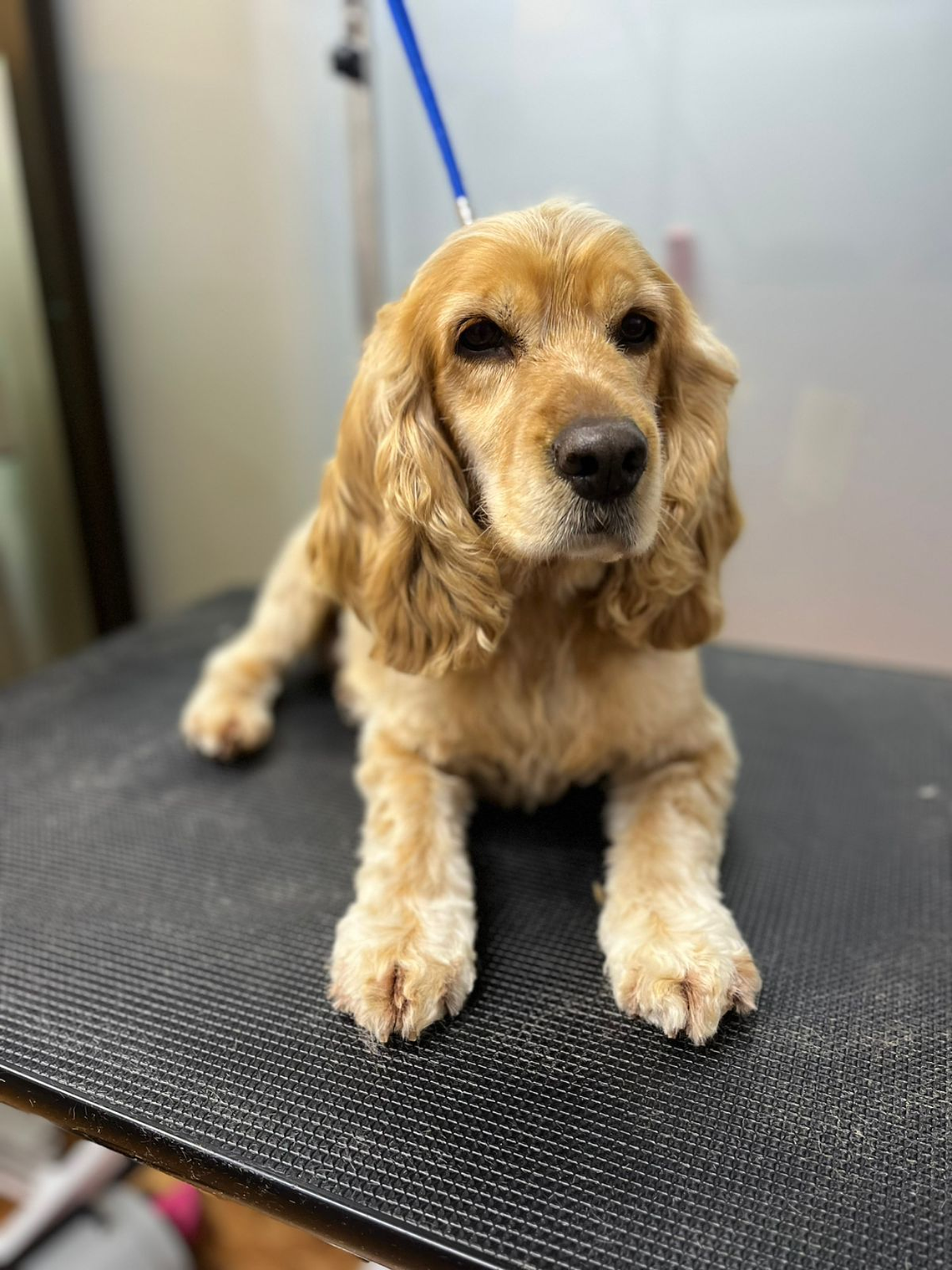 Reserva Peluquería Canina – Raza Mediana 10 a 20 kgs (Abono $10.000) 1