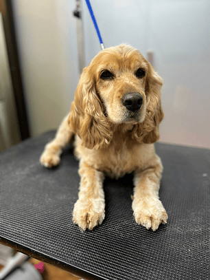 Reserva Peluquería Canina – Raza Mediana 10 a 20 kgs (Abono $10.000)