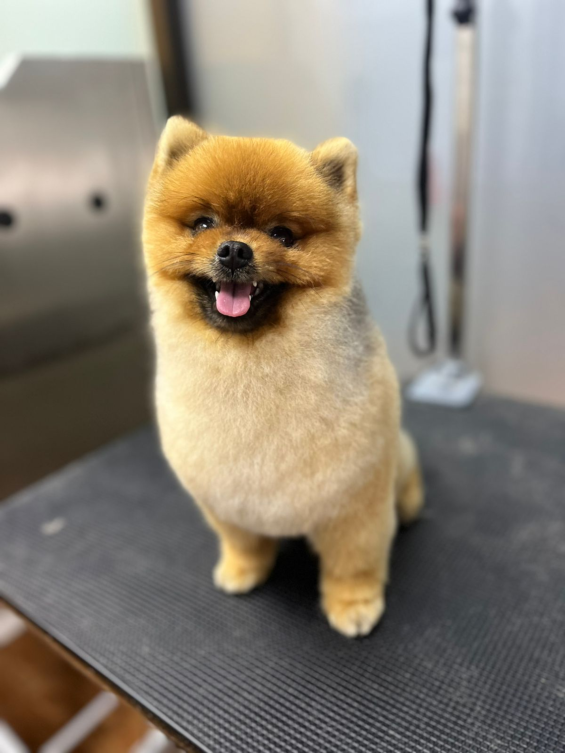 Peluquería Canina – Servicio Pomerania 1