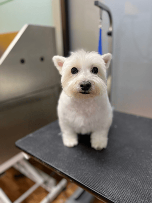 Peluquería Canina – Servicio Stripping