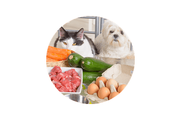 La Importancia de una Buena Alimentación para tu Mascota