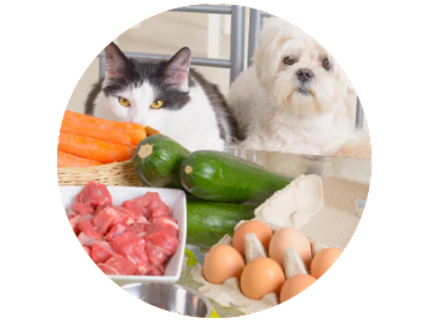 La importancia de una buena alimentación para tu mascota