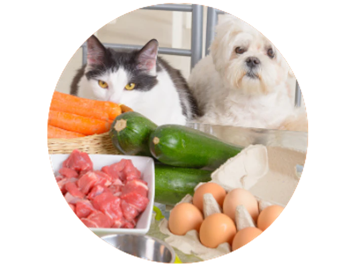La importancia de una buena alimentación para tu mascota