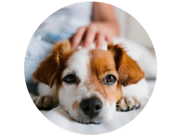 Consejos esenciales para el cuidado de tu mascota