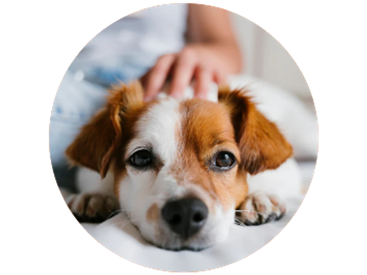 Consejos esenciales para el cuidado de tu mascota